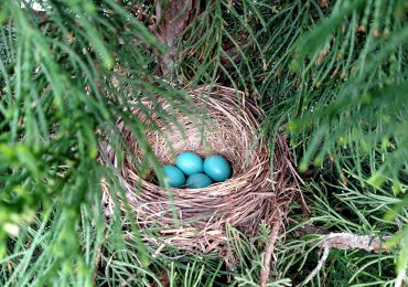 Blue eggs in a bird's nest